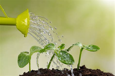 水澆太多怎麼辦|給植物澆水過多時該怎麼挽救